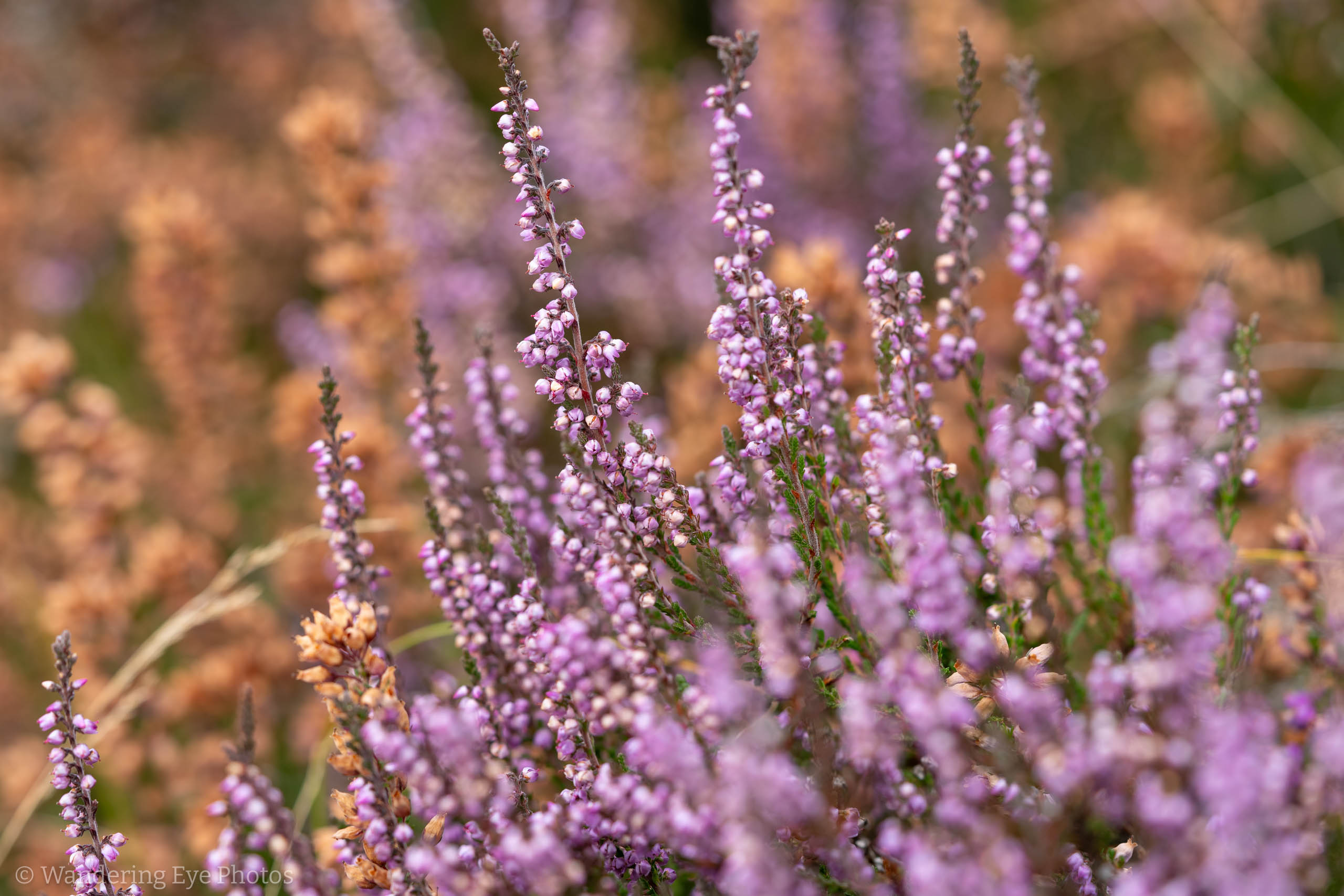 08.31 13.14.51   DSC02512